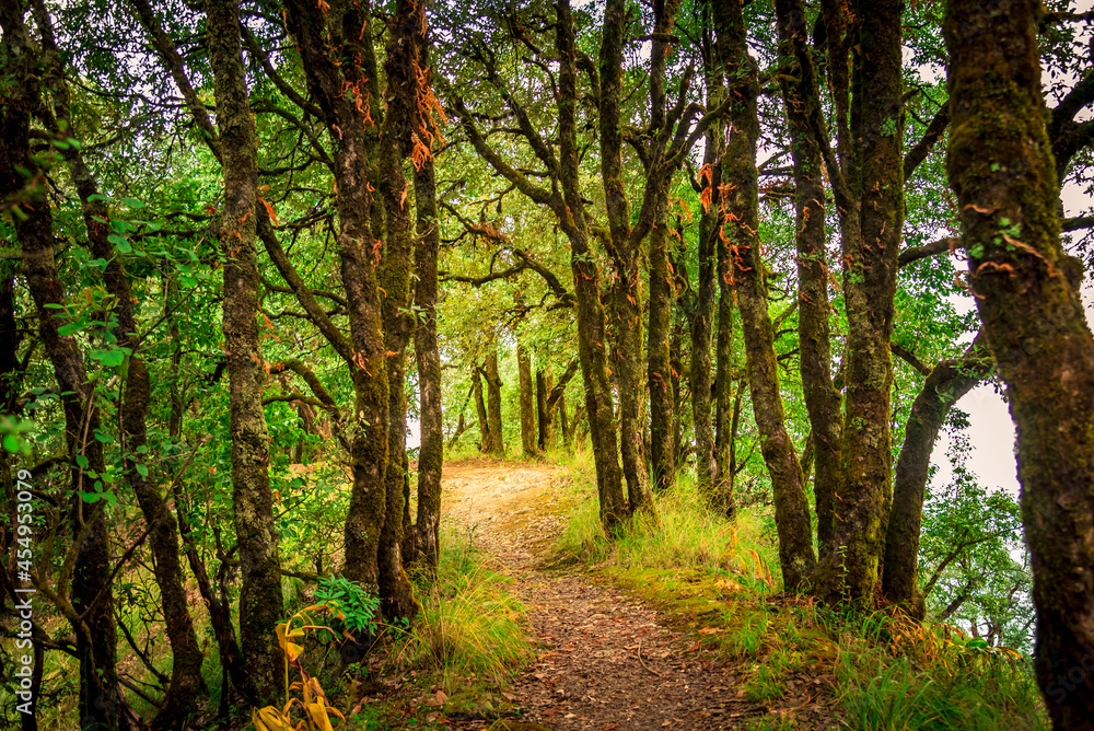 View enroute to Zero point, Binsar trekking trail through evergreen forest which offers splendid view of Himalayas of the Kumaon region, Uttarakhand. View enroute to Zero point, Binsar trekking trail through evergreen forest which offers splendid view of Himalayas of the Kumaon region, Uttarakhand.
