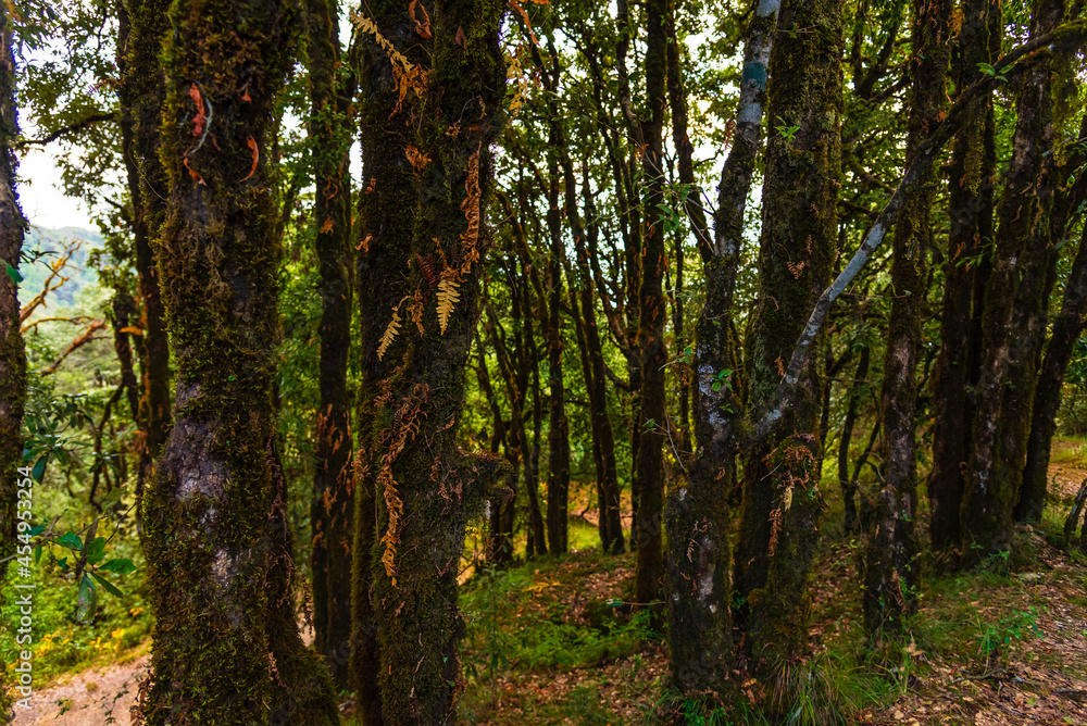 Tropical Himalayan forest at Binsar, Uttarakhand, India. Tropical Himalayan forest at Binsar, Uttarakhand, India.
