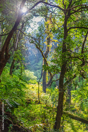 View enroute to forested trekking trail of Binsar wildlife sanctuary at Almora, Uttarakhand, India.