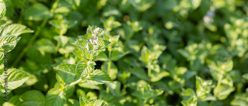 Foto Lemon balm flowers outdoors