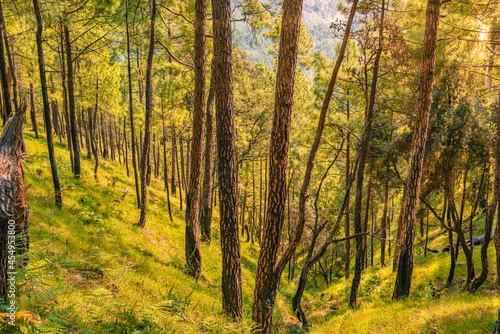 Pine tree forest on mountain slopes of Himalayas mountains of Binsar wildlife sanctuary at Almora, Uttarakhand, India. Sustainable industry, ecosystem and healthy environment concepts and background.