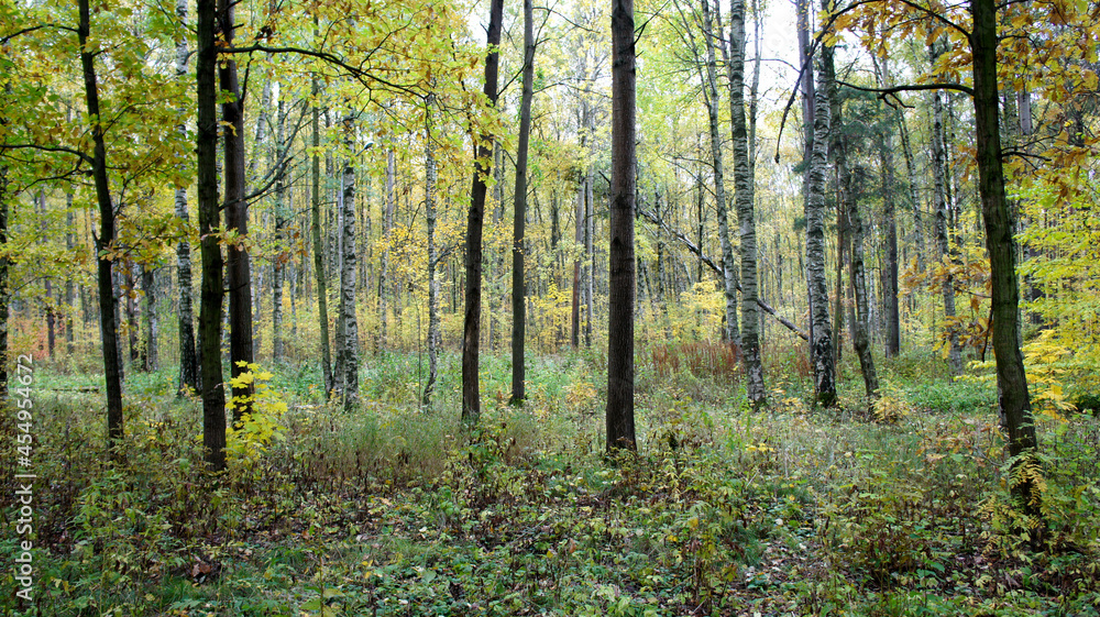 forest in autumn