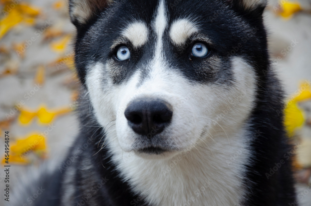 
husk dog with blue eyes