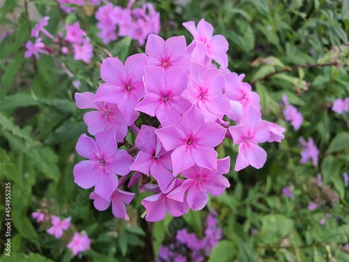pink and purple flowers