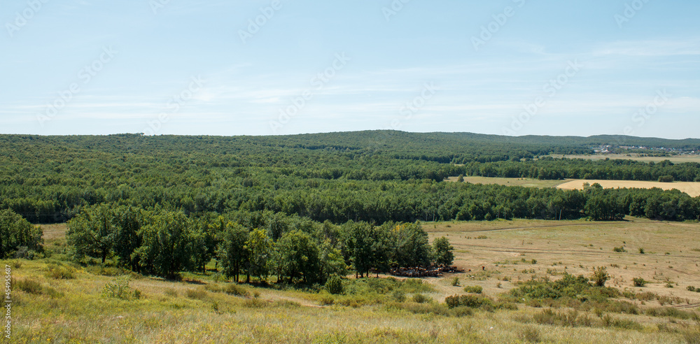 Panoramic view of fields, forests and the village in the distance. Dense trees and wheat field
