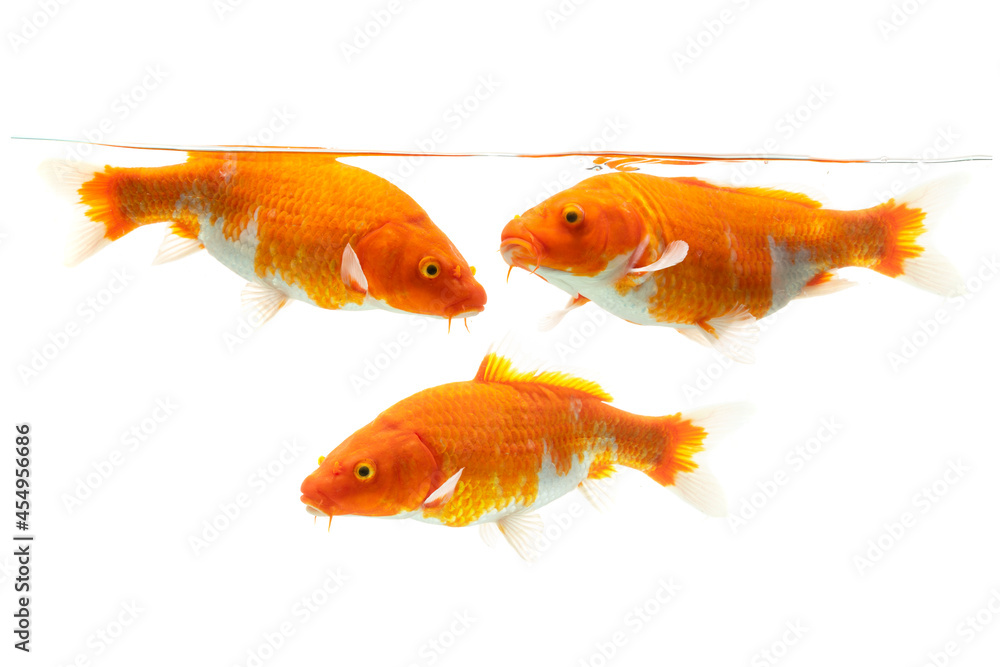 Fototapeta premium koi fish isolated on white background