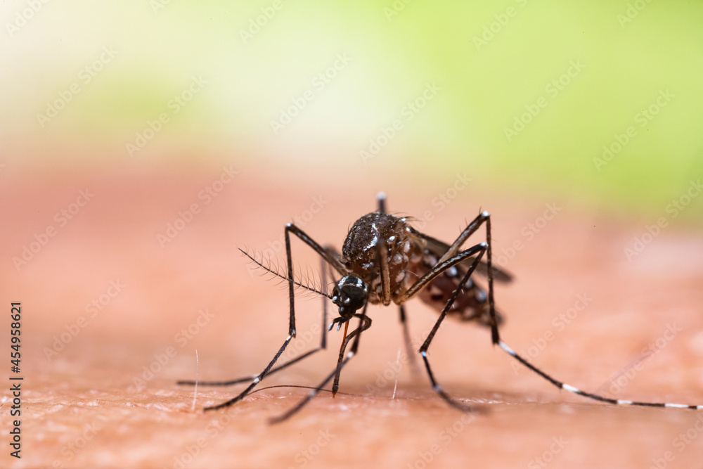 Aedes aegypti Mosquito. Close up a Mosquito sucking human blood, Aedes aegypti Mosquito. Close up a Mosquito sucking human blood,