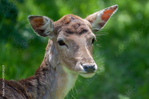 Close-up of a Red Deer (cervus elaphus) hind