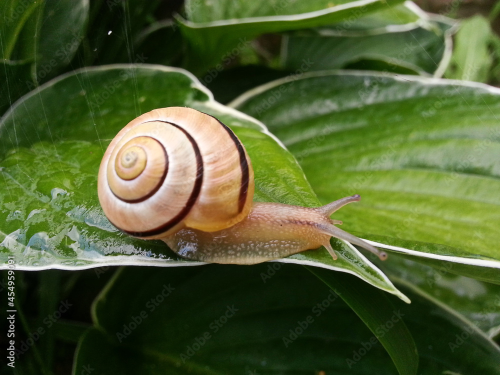 A large grape snail crawls on a hosta leaf wet after rain A large grape snail crawls on a hosta leaf wet after rain