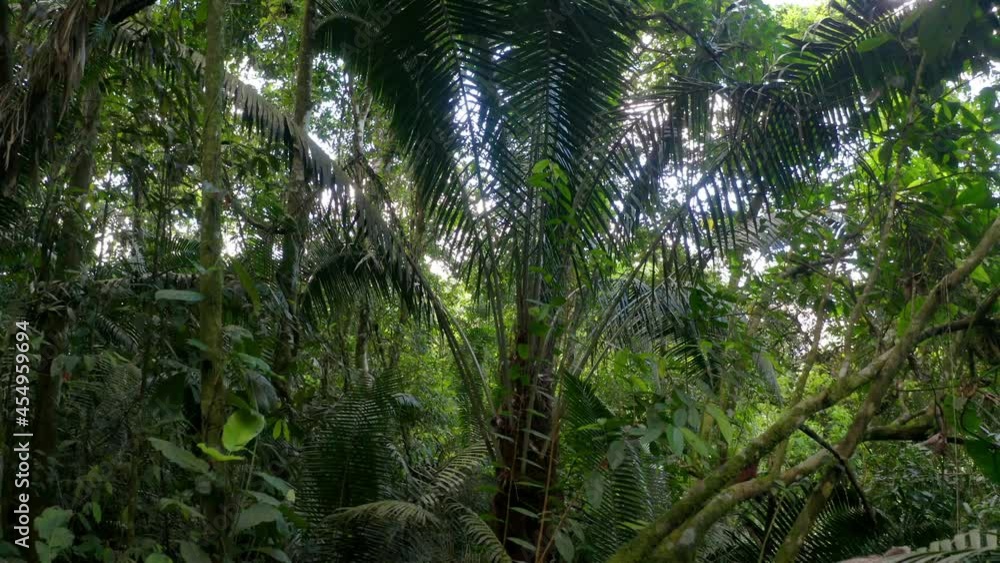 Moving back from a large fern palmtree inside a tropical forest Moving back from a large fern palmtree inside a tropical forest