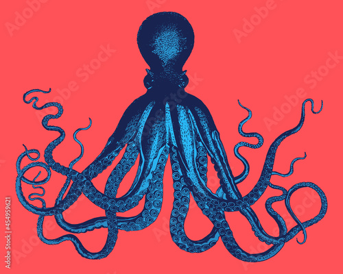 Octopus Vintage Style Line Drawing