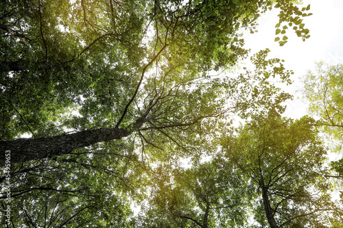 Trees with green leaves in forest  low angle view