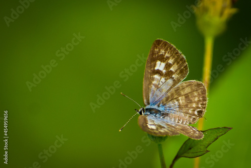 Wallpaper Mural butterfly on a leaf Torontodigital.ca