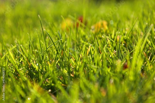 Cudowna zielona trawa w piękny wrześniowy dzień  