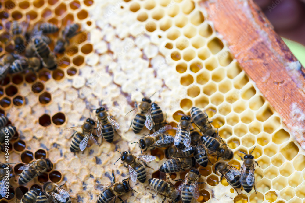 Frame with honeycomb close up, honeycomb full with honey and with bees on it, agriculture and apiculture concept Frame with honeycomb close up, honeycomb full with honey and with bees on it, agriculture and apiculture concept