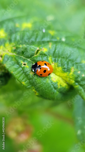 Ladybird on leaf