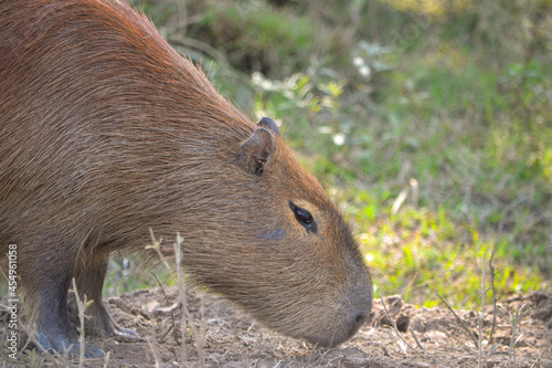 carpincho comiendo