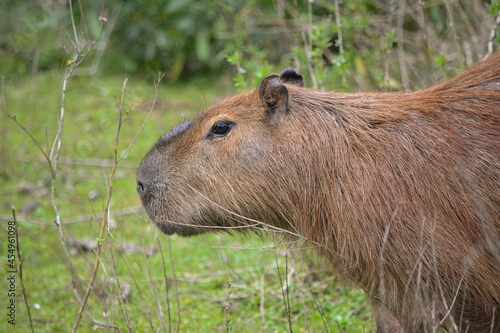 marmot in the grass