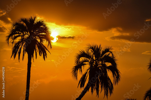 palm trees at sunset