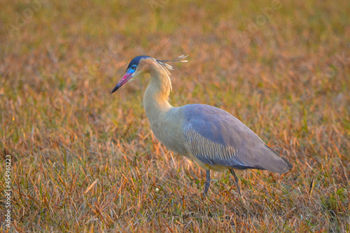 grey heron ardea cinerea