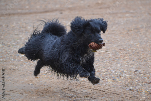black dog running