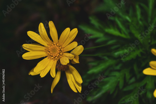 yellow flower in the garden