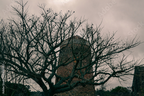 silhouette of a tree in sunset