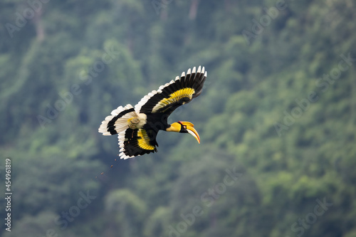 Beautiful Great Hornbill flying in nature 