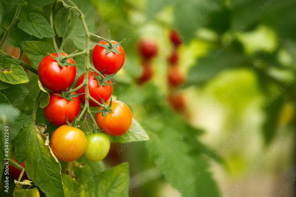 Tasty ripe cherry tomatoes inside a greenhouse