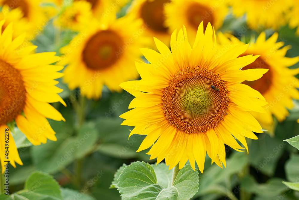 Sunflower field flower closeup