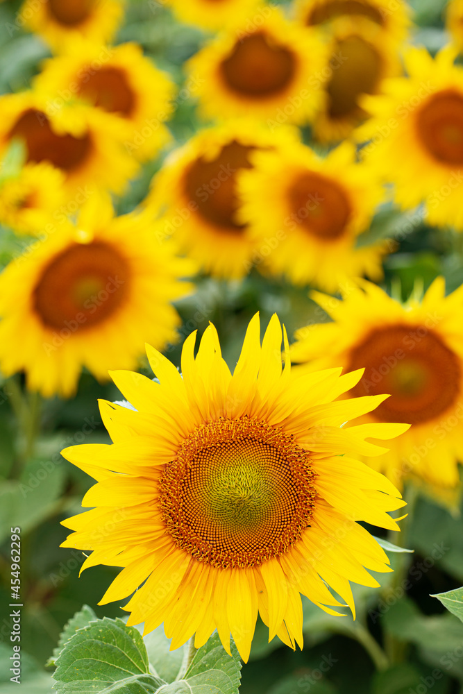 Beautiful sunflower in a sunflower field
