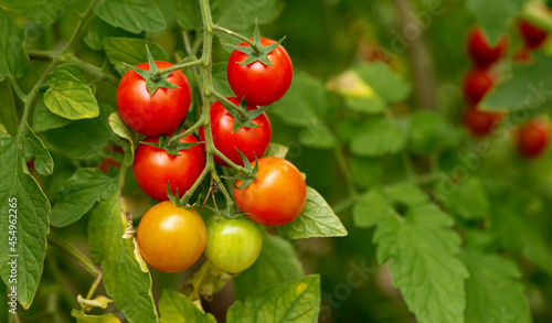 Ripe cherry tomatoes growing in a greenhouse