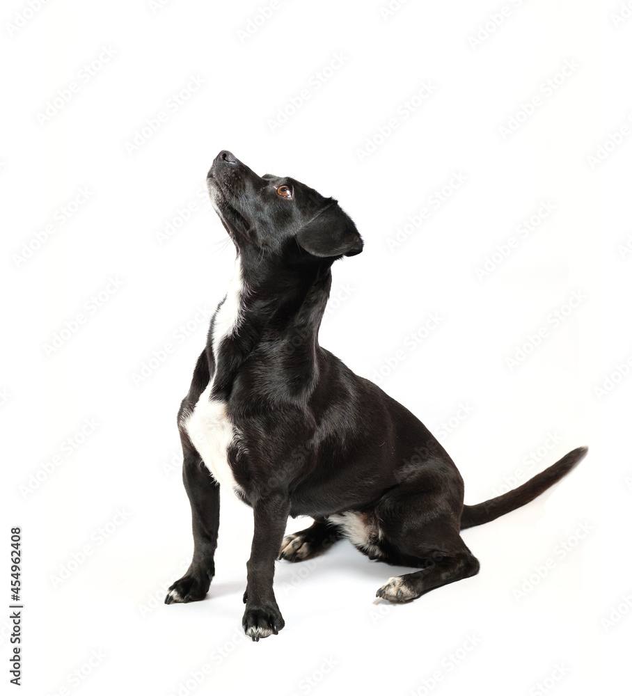 portrait from above of scrounger dog, asking for food, mixed breed canine with curiosity on isolated white background portrait from above of scrounger dog, asking for food, mixed breed canine with curiosity on isolated white background