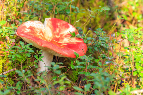 russula mushroom grows in the forest 