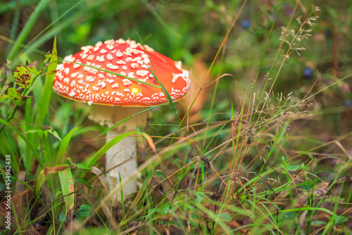 fly agaric mushroom in forest