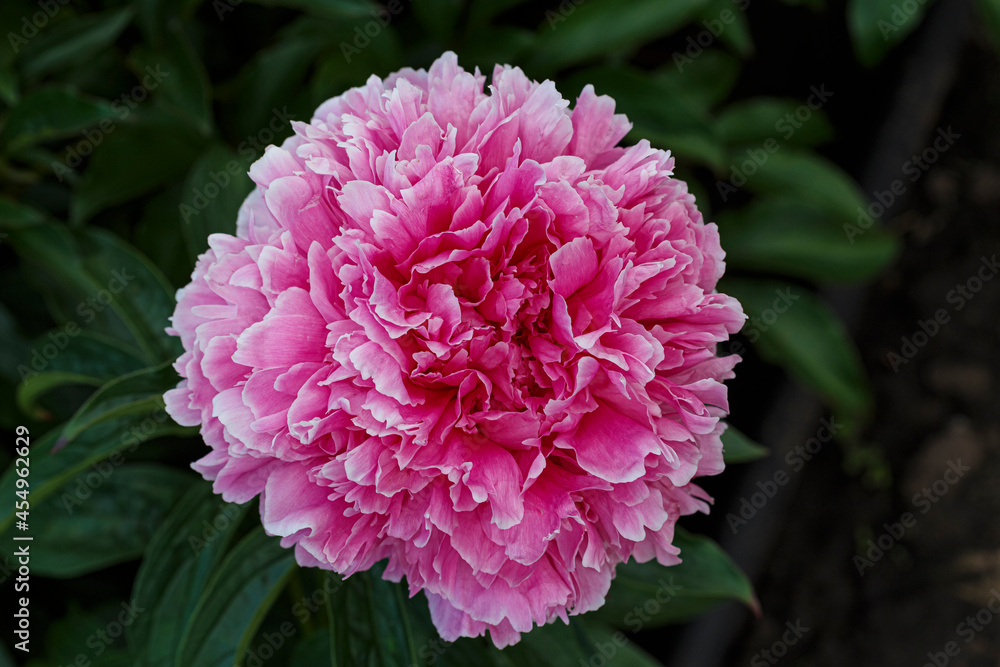 Beautiful Ensign Moriarty  dark pink  flower peony lactiflora in summer garden, close-up