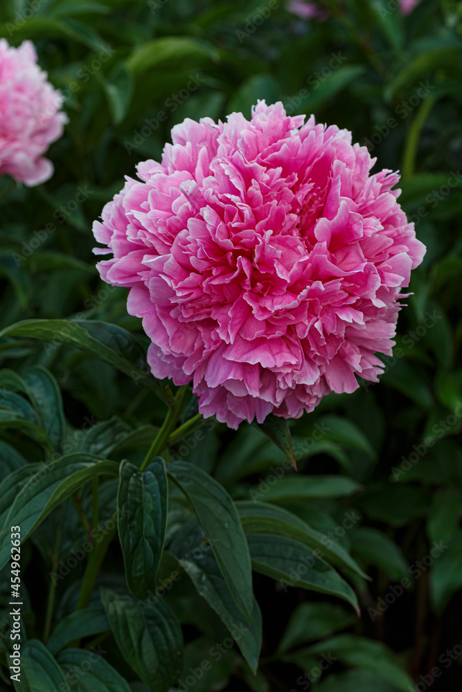 Beautiful Ensign Moriarty  dark pink  flower peony lactiflora in summer garden, close-up