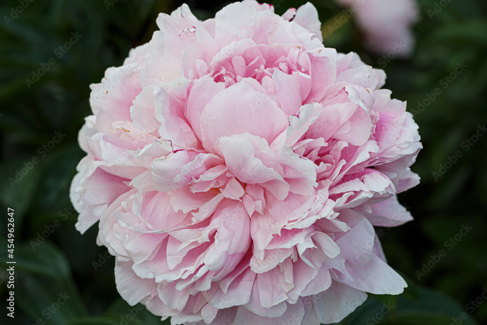 Beautiful President Taft  pale rose pink  flower peony lactiflora in summer garden, close-up