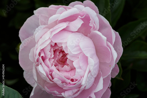 Beautiful Susie Q double pink flower peony lactiflora in summer garden, close-up photo