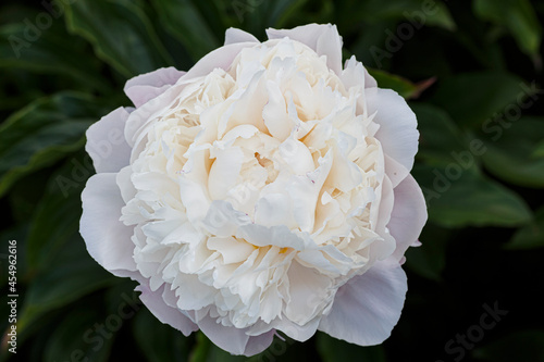 Beautiful Vogue double white blush flower peony lactiflora in summer garden, close-up photo