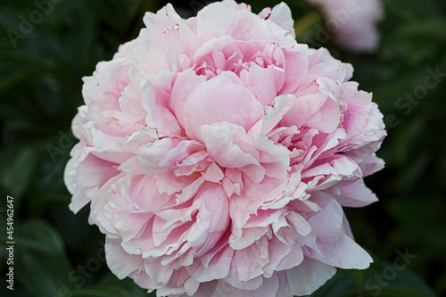 Fototapeta Naklejka Na Ścianę i Meble -  Beautiful President Taft  pale rose pink  flower peony lactiflora in summer garden, close-up