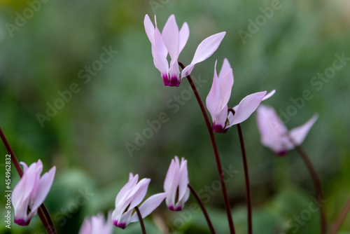 Beautiful wild Cyclamens growing near Kiryat Tivon in Northern Israel. 