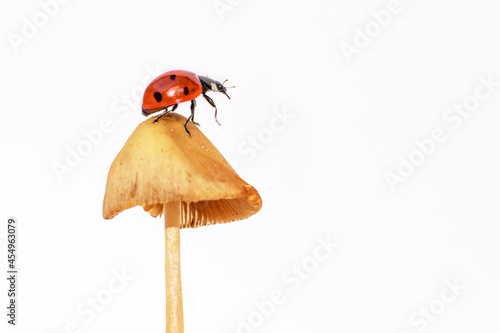 macro photo of a ladybug on a yellow mushroom on a white background. The background is in the style of minimalism. a screensaver for the phone, a postcard with insects. ladybug for the calendar