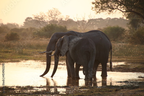 Elephant and calf drinking at waterhole in african wild 