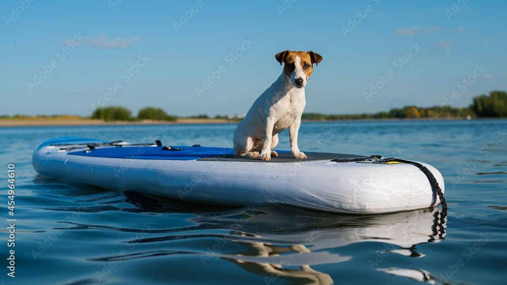 Naklejka premium Jack russell terrier dog on a sup board. Summer sport