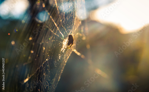 a spider in a web in the forest photo