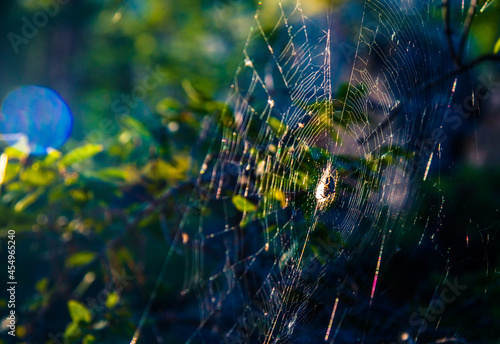 a spider in a web in the forest