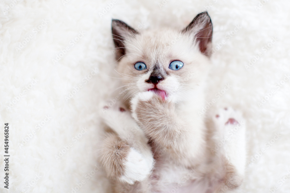 Kitten relax lies on white soft blanket Kitten relax lies on white soft blanket