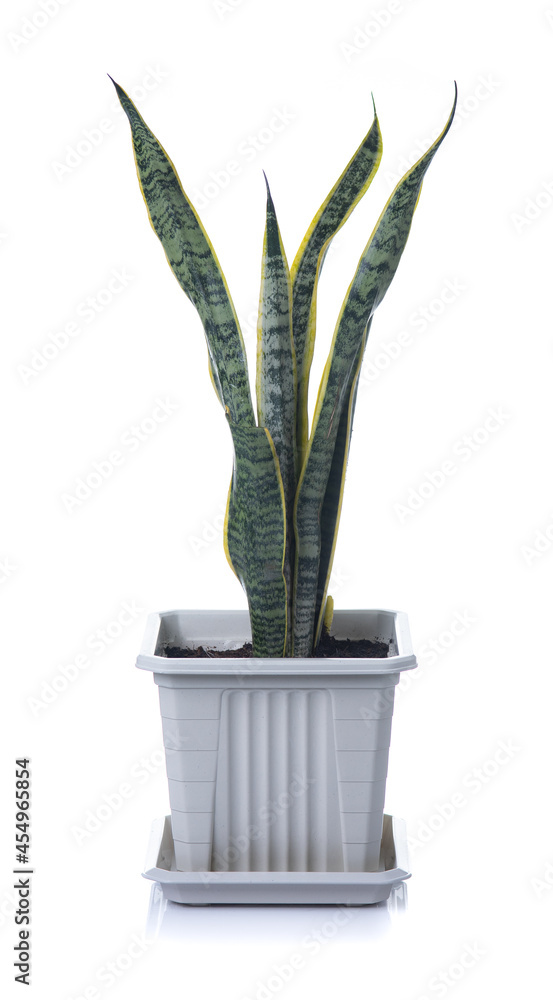 Sansevieria trifasciata isolated on white background Sansevieria trifasciata isolated on white background