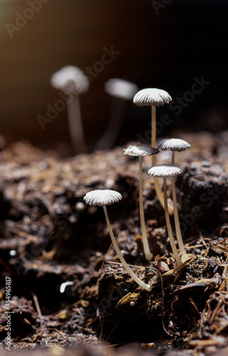 Magic mushrooms growing in a natural environment